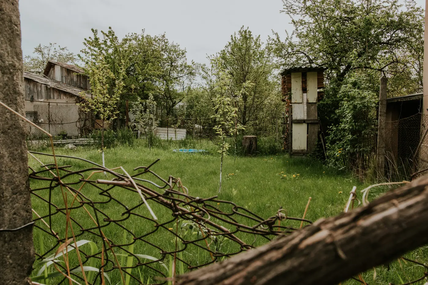 Verwilderter Garten vor der Pflege mit hohem Gras und Schnittgut
